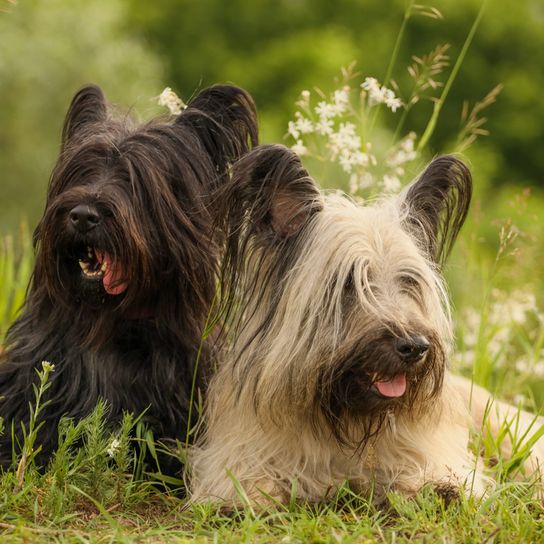 Skye Terrier breed description, black dog breed, cream dog breed, dog similar to Elo in small, small dog, one man dog, dog for beginners, family dog, Scottish dog breed, breed from Scotland with funny ears, dog with bat ears and fur on ears