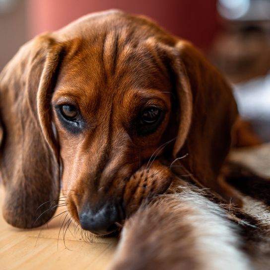 Tyrolean Bracke puppy Tyrolean Bracke puppy, hunting dog from Austria, Austrian dog breed, dog for hunters, small dog breed with floppy ears, knee high dog, tricoloured dog, dog similar to Beagle, dog similar to Dachsbracke, dog similar to Gebirgsschweißhund, independent breed