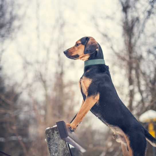 Tyrolean Bracke body Tyrolean Bracke, hunting dog from Austria, Austrian dog breed, dog for hunters, small dog breed with floppy ears, knee high dog, tricoloured dog, dog similar to Beagle, dog similar to Badger Bracke, dog similar to Mountain Sweat Dog, independent breed