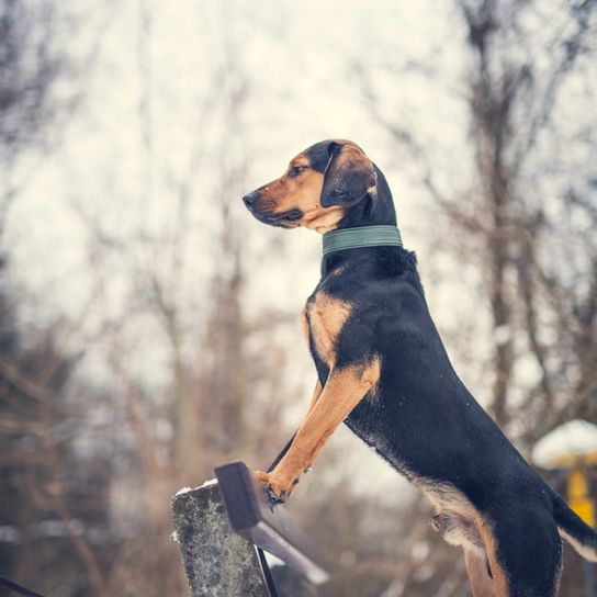 Tyrolean Bracke, hunting dog from Austria, Austrian dog breed, dog for hunters, small dog breed with floppy ears, knee high dog, tricoloured dog, dog similar to Beagle, dog similar to Badger Bracke, dog similar to Mountain Sweat Dog, independent breed