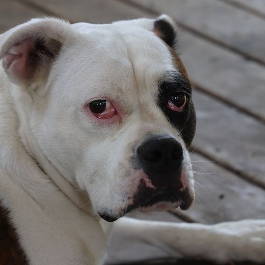 Victorian Bulldog Dog,dog breed,carnivore,whiskers,collar,companion dog,fawn,working animal,muzzle,sporting group,