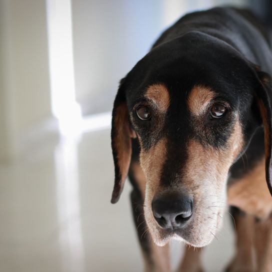 Four Eyes Brandlbracke breed description, temperament and disposition of a hunting dog from Austria, dog breed from Austria, Austrian dog, hunting dog breed, large dog breed with floppy ears, black and brown dog coming towards the camera, Vieräugl, Kärntner Bracke profile picture