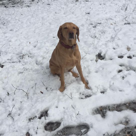 Vizslawart © Klaus Haas Hund,Schnee,Hunderasse,Fleischfresser,Kitz,Begleithund,Tierbedarf,Schnauze,Winter,Schwanz,