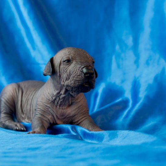 Xolo puppy lying on blue background, one week old puppy without hair, dog without fur
