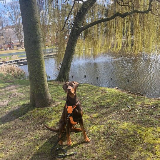 Weimarman © Marion Hanna Dwenger Hund, Pflanze, Blatt, Menschen in der Natur, Fleischfresser, Baum, Ast, Hunderasse, Holz, Himmel,