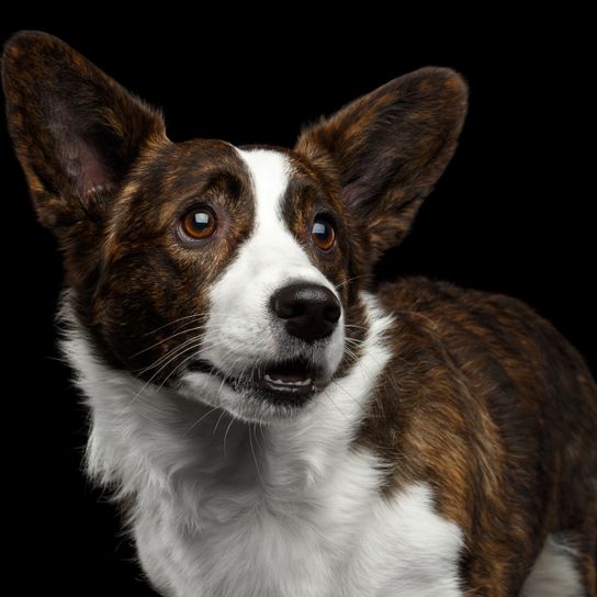 Dog,Mammal,Vertebrate,Dog breed,Canidae,Welsh Corgi,Carnivore,Pembroke welsh corgi,Cardigan welsh corgi,Snout,