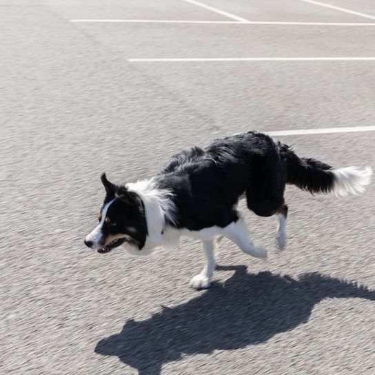 Welsh Sheepdog running across a parking lot, Ci Defaid Cymreig, black and white dog, dog with merle appearance, Border Collie like, Welsh dog breed, dog from England, British dog breed medium, dog with long coat similar to Collie, dog with prick ears and floppy ears, herding dog, sheepdog