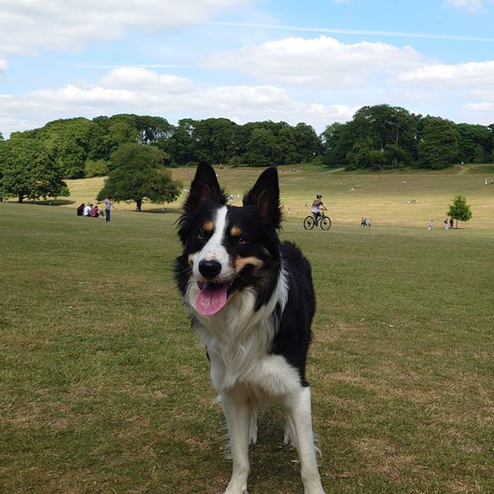 Welsh Sheepdog running across a parking lot, Ci Defaid Cymreig, black and white dog, dog with merle appearance, Border Collie like, Welsh dog breed, dog from England, British dog breed medium, dog with long coat similar to Collie, dog with prick ears and floppy ears, herding dog, sheepdog