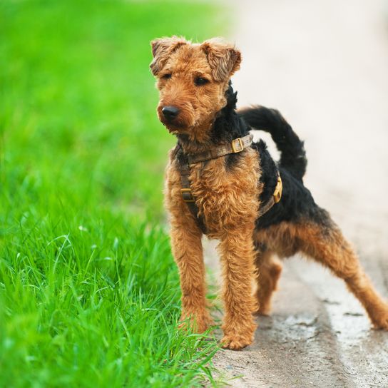 Optics of a Welsh Terrier, Dog similar to Fox Terrier, Dog breed from Wales, Dog breed from Great Britain, English dog breed, Hunting dog breed, Retriever dog