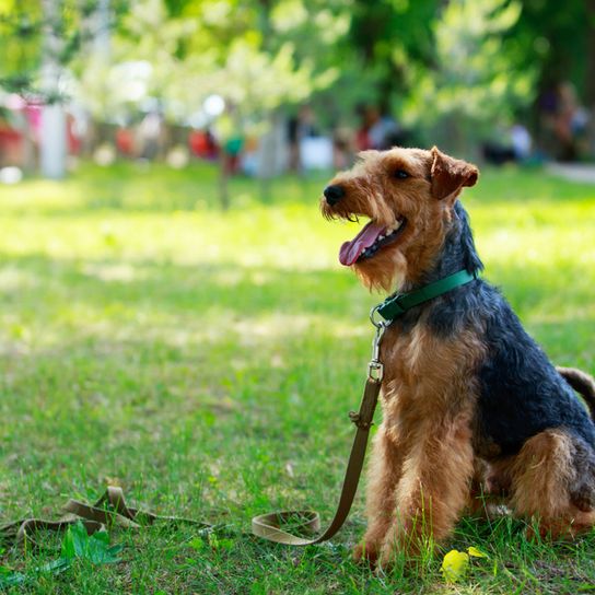 Welsh Terrier with leash on meadow Welsh Terrier on a meadow, medium sized dog breed from Wales, dog breed with curls, small hunting dog