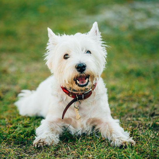 West Highland White Terrier from Scotland lying on a green meadow, small white dog with standing ears, terrier dog