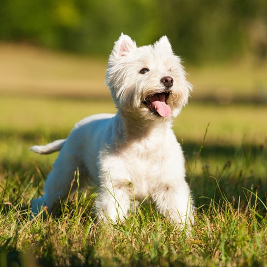 West Highland White Terrier in grass laughs, small white dog with whiskers, dog similar to Maltese