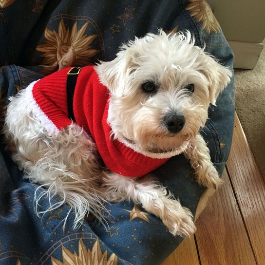 Westipoo with winter coat Westipoo mix is a mix of westhighland terrier and poodle, poodle mix, hybrid mix, small white dog with curls, hypoallergenic breed, antiallergic dog