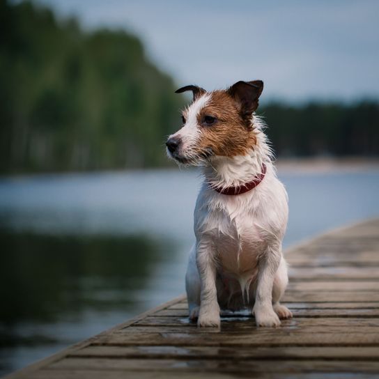 Dog,Mammal,Vertebrate,Canidae,Dog breed,Carnivore,Russell terrier,Companion dog,Snout,Sporting Group,