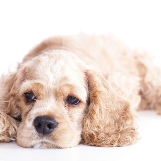 white american cocker Dog,Mammal,Vertebrate,Canidae,Dog breed,Cocker spaniel,Carnivore,American cocker spaniel,English cocker spaniel,Puppy,