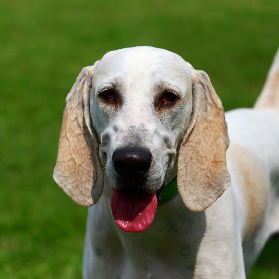white American foxhound Dog,Mammal,Vertebrate,Dog breed,Canidae,Carnivore,Snout,American foxhound,Hunting dog,Gascon saintongeois,