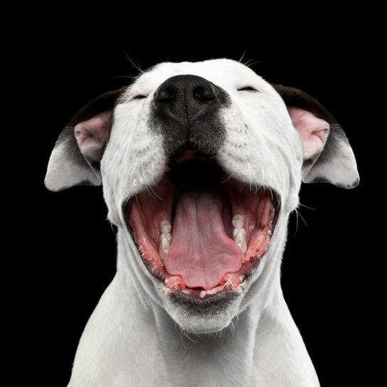American Staffordshire Terrier open mouth black Vertebrate,Dog,Canidae,Mammal,Dog breed,Facial expression,Snout,Nose,Carnivore,Pit bull,