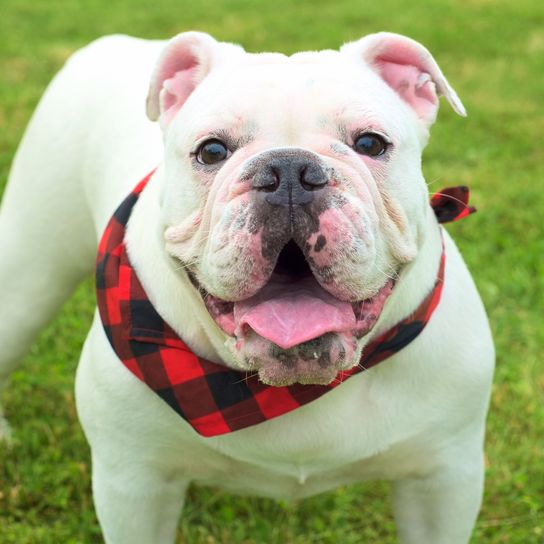 white Australian Bulldog on meadow Dog,bulldog,dog breed,carnivore,grass,companion dog,fawn,collar,dog collar,muzzle,