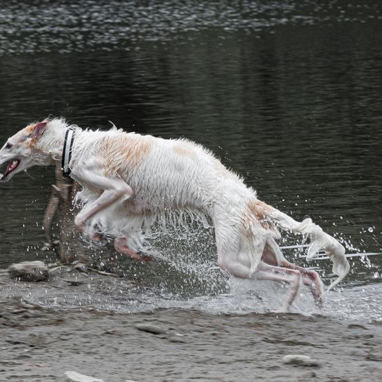 white borzoi in the water Vertebrate,Dog,Mammal,Canidae,Borzoi,Water,Carnivore,Dog breed,Sporting Group,Sighthound,