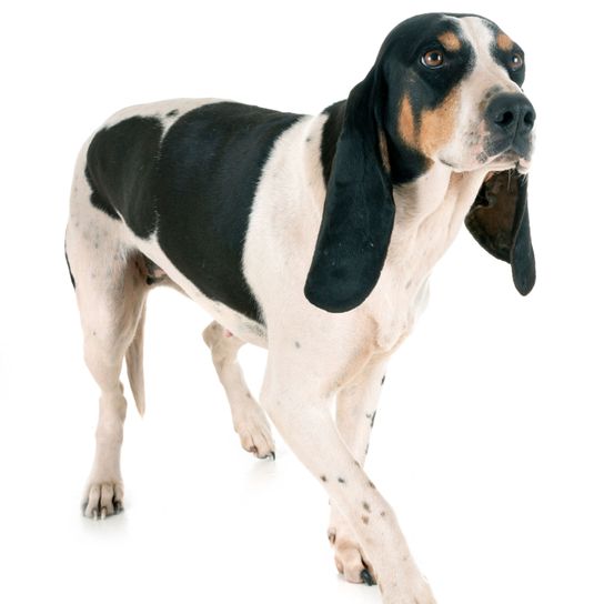 Dog,Mammal,Vertebrate,Dog breed,Canidae,Carnivore,Schweizer laufhund,Hound,Snout,Coonhound,