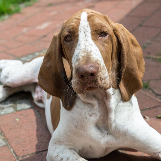 white-brown Bracco Italiano lies Dog,Mammal,Vertebrate,Canidae,Dog breed,Bracco italiano,Carnivore,Sporting Group,Schweizer laufhund,Snout,
