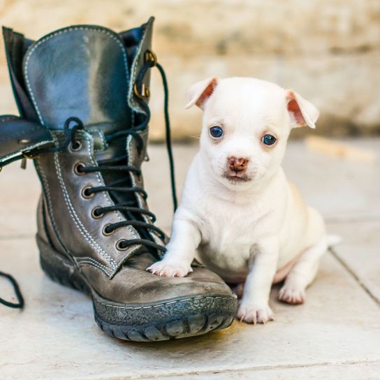 Dog,Canidae,Dog breed,Puppy,Companion dog,Carnivore,Footwear,Chihuahua,Rare breed (dog),Shoe,
