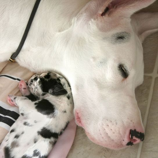 white mastiff with puppy black white Dog,Mammal,Vertebrate,Canidae,Dog breed,Dalmatian,Non-Sporting Group,Carnivore,Great dane,Snout,