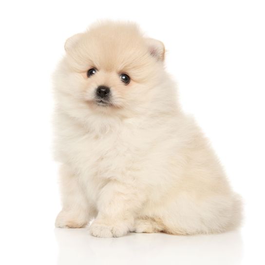 white dwarf spitz Dog,Mammal,Vertebrate,Canidae,Spitz,Pomeranian,Dog breed,Puppy,German spitz,Volpino italiano,