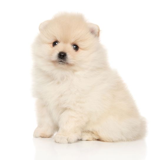 Dog,Mammal,Vertebrate,Canidae,Spitz,Pomeranian,Dog breed,Puppy,German spitz,Volpino italiano,