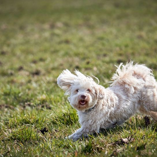 white Havanese plays Dog,Mammal,Vertebrate,Canidae,Dog breed,Havanese,Carnivore,Grass,Lagotto romagnolo,Bichon frisé,