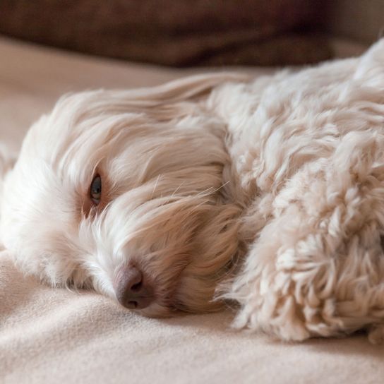 white Havanese sleeping Dog,Mammal,Vertebrate,Canidae,Dog breed,Maltepoo,Schnoodle,Cockapoo,Cavapoo,Carnivore,