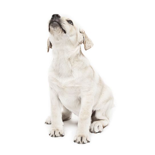 white Labrador puppy Dog,Mammal,Vertebrate,Canidae,Dog breed,Carnivore,Puppy,Sporting Group,Snout,Fawn,