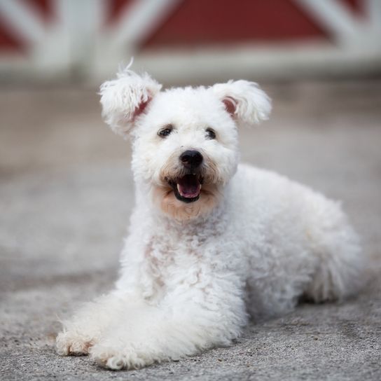 white pumpkin white Pumi, dog with curls from Hungary