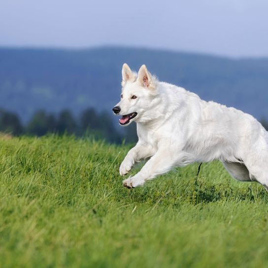 White shepherd dog running across a green meadow, dog with long white fur and standing ears