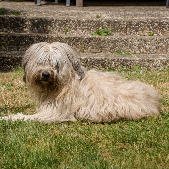 white sheep poodle lies on green meadow Dog,Mammal,Vertebrate,Dog breed,Canidae,Carnivore,Sapsali,Catalan sheepdog,Polish lowland sheepdog,Terrier,