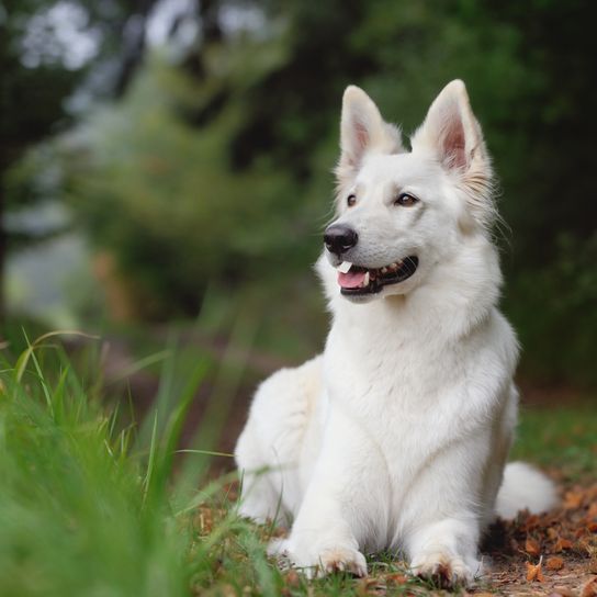 white shepherd dog from Switzerland is lying in a forest, dog with big standing ears and long muzzle and long white fur, very nice dog breed, big dog