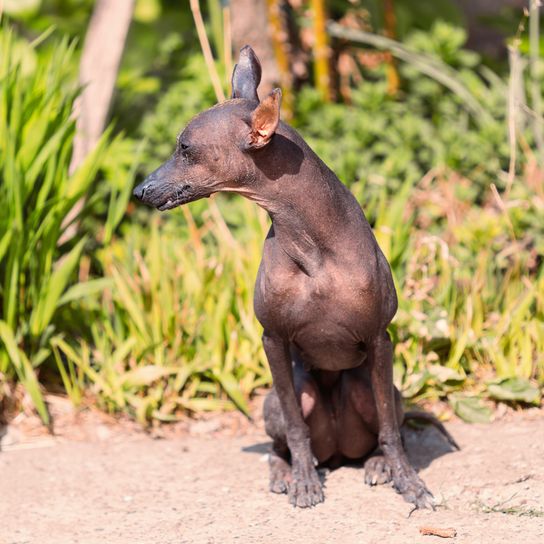 Xolo Naked Dog Small brown dog without hair, naked dog, related to mexican naked dog, xolo with standing ears on a meadow