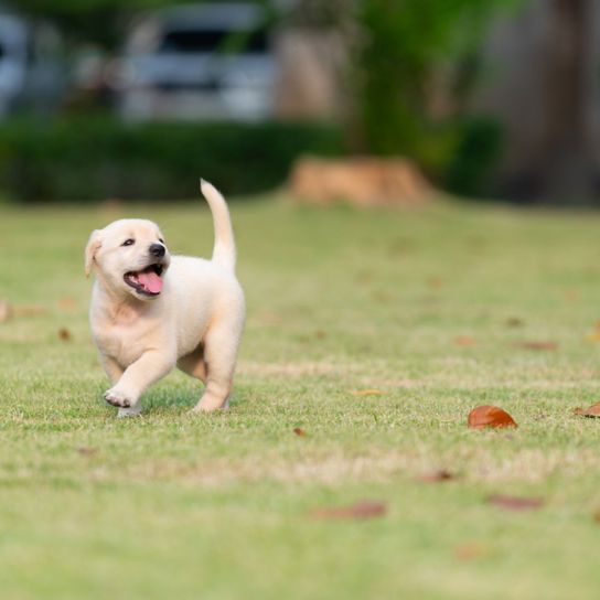 yellow Labrador puppy Dog,Mammal,Vertebrate,Canidae,Dog breed,Labrador retriever,Puppy,Carnivore,Retriever,Grass,