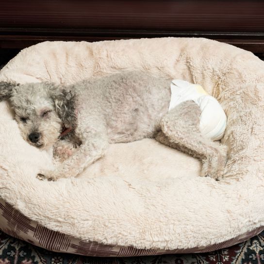 Canidae,Dog,Dog bed,Furniture,Carnivore,Companion dog,Comfort,Bedlington terrier,Sleep,
