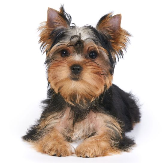 Dog,Mammal,Vertebrate,Dog breed,Canidae,Yorkshire terrier,Puppy,Carnivore,Terrier,Companion dog,