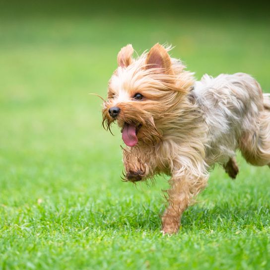 Yorkshire Terrier brown Dog,Mammal,Vertebrate,Dog breed,Canidae,Cairn terrier,Carnivore,Terrier,Grass,Australian terrier,