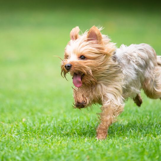 Dog,Mammal,Vertebrate,Dog breed,Canidae,Cairn terrier,Carnivore,Terrier,Grass,Australian terrier,