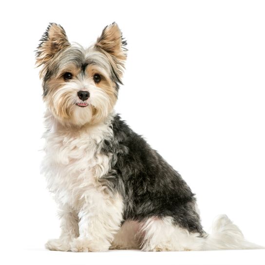 Dog,Mammal,Vertebrate,Dog breed,Canidae,Yorkshire terrier,Puppy,Biewer terrier,Carnivore,Companion dog,