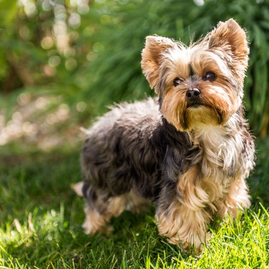 Yorkshire Terrier Prick Ears Dog,Mammal,Vertebrate,Dog breed,Canidae,Yorkshire terrier,Puppy,Carnivore,Terrier,Grass,