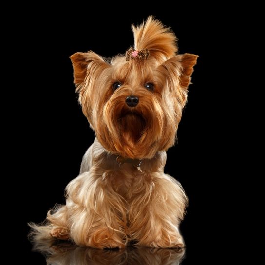 Dog,Mammal,Yorkshire terrier,Canidae,Dog breed,Terrier,Small terrier,Carnivore,Companion dog,Snout,