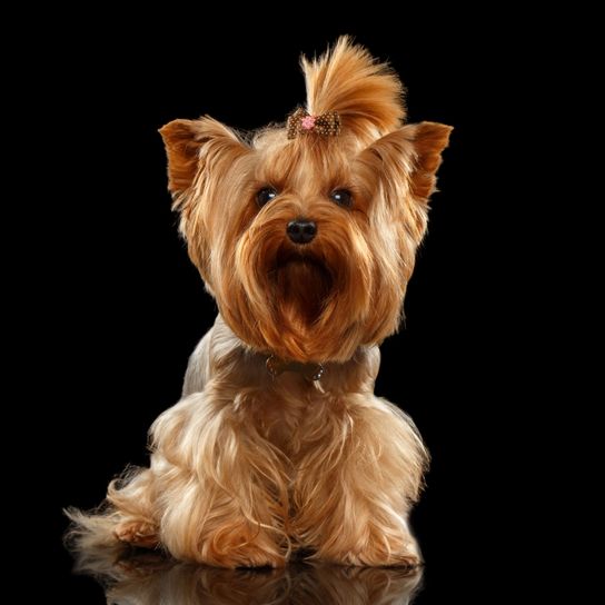Yorkshire Terrier with pigtail Dog,Mammal,Yorkshire terrier,Canidae,Dog breed,Terrier,Small terrier,Carnivore,Companion dog,Snout,
