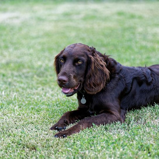 Young brown quail dog brown quail dog from Germany, young dog