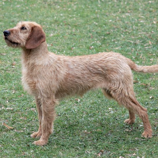Típico perro de caza de Estiria en el jardín de primavera