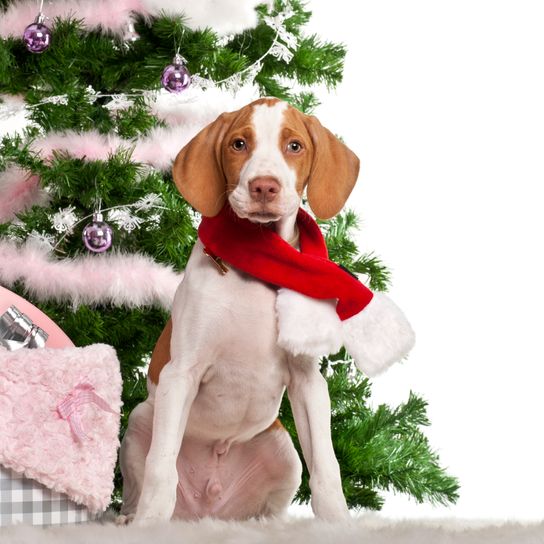 Cachorro Braque Saint-Germain, 3 meses, sentado con árbol de Navidad y regalos delante de un fondo blanco