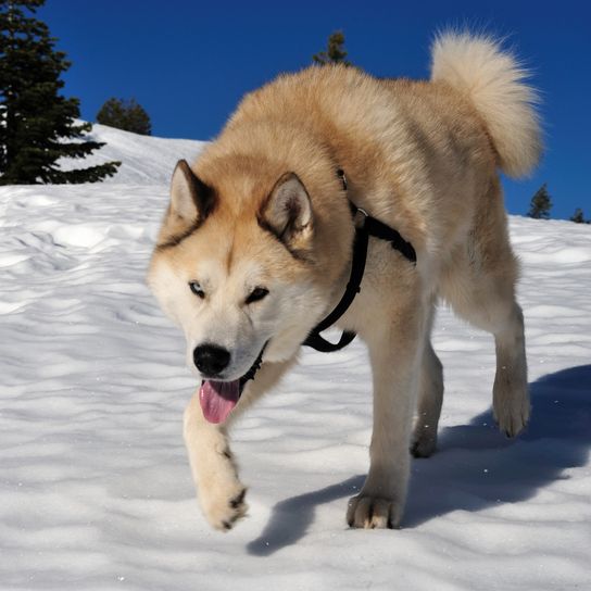 Mezcla de perro Akita y Husky Un Akita mezclado con un husky corriendo por la nieve en una fría y clara tarde de invierno con un ojo azul y otro marrón.